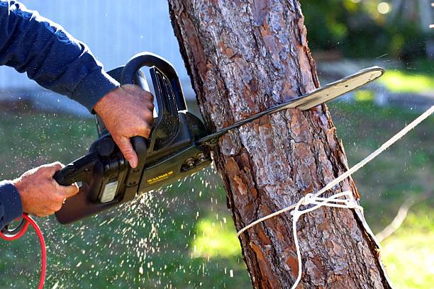 How Our Tree Care Process Works  in  Brookhaven, MS